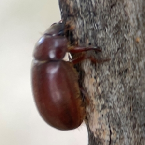 Heteronyx sp. (genus) at Holtze Close Neighbourhood Park - 11 Mar 2024 04:40 PM