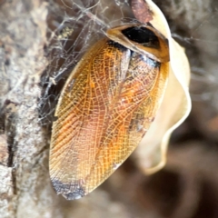 Ellipsidion australe (Austral Ellipsidion cockroach) at Holtze Close Neighbourhood Park - 11 Mar 2024 by Hejor1