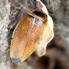 Ellipsidion australe at Holtze Close Neighbourhood Park - 11 Mar 2024