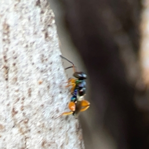 Chalcidoidea (superfamily) at Holtze Close Neighbourhood Park - 11 Mar 2024 04:42 PM