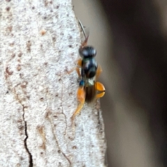 Chalcidoidea (superfamily) at Holtze Close Neighbourhood Park - 11 Mar 2024 04:42 PM