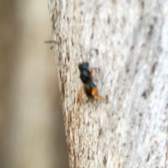 Chalcidoidea (superfamily) at Holtze Close Neighbourhood Park - 11 Mar 2024