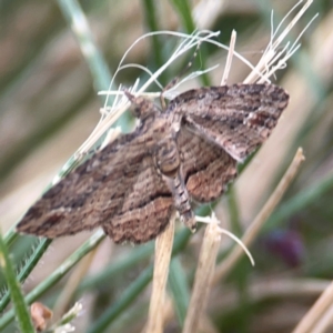 Chloroclystis filata at Holtze Close Neighbourhood Park - 11 Mar 2024