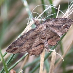 Chloroclystis filata at Holtze Close Neighbourhood Park - 11 Mar 2024