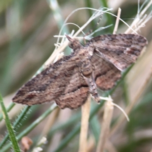 Chloroclystis filata at Holtze Close Neighbourhood Park - 11 Mar 2024