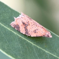 Meritastis ursina (A Tortricid moth) at Holtze Close Neighbourhood Park - 11 Mar 2024 by Hejor1