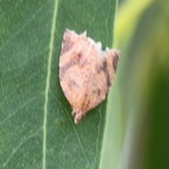 Meritastis ursina at Holtze Close Neighbourhood Park - 11 Mar 2024 04:45 PM