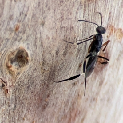 Eupelmidae (family) (Eupelmid wasp) at Holtze Close Neighbourhood Park - 11 Mar 2024 by Hejor1
