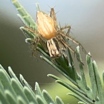 Oxyopes sp. (genus) (Lynx spider) at Holtze Close Neighbourhood Park - 11 Mar 2024 by Hejor1