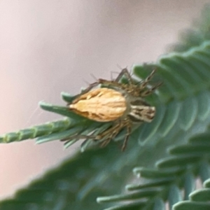 Oxyopes sp. (genus) at Holtze Close Neighbourhood Park - 11 Mar 2024 04:55 PM