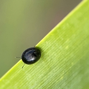 Phalacridae (family) at Holtze Close Neighbourhood Park - 11 Mar 2024