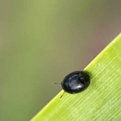 Phalacridae (family) at Holtze Close Neighbourhood Park - 11 Mar 2024