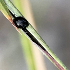 Phalacridae (family) at Holtze Close Neighbourhood Park - 11 Mar 2024