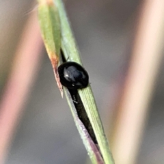 Phalacridae (family) at Holtze Close Neighbourhood Park - 11 Mar 2024