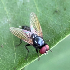 Phasia sp. (genus) at Holtze Close Neighbourhood Park - 11 Mar 2024 05:03 PM