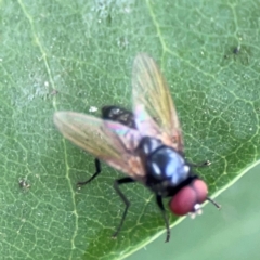 Phasia sp. (genus) at Holtze Close Neighbourhood Park - 11 Mar 2024 05:03 PM