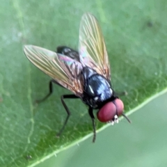 Phasia sp. (genus) at Holtze Close Neighbourhood Park - 11 Mar 2024 05:03 PM