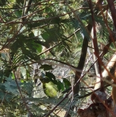 Neophema pulchella (Turquoise Parrot) - 1 Jan 1900 by Sherwood