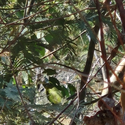 Neophema pulchella (Turquoise Parrot) at Namadgi National Park - 8 Mar 2024 by Sherwood