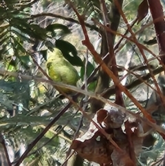 Neophema pulchella at Namadgi National Park - 8 Mar 2024