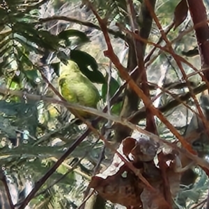 Neophema pulchella at Namadgi National Park - 8 Mar 2024