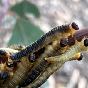 Perginae sp. (subfamily) at Holtze Close Neighbourhood Park - 11 Mar 2024