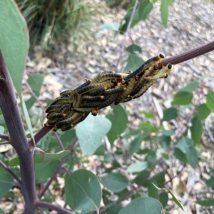 Perginae sp. (subfamily) at Holtze Close Neighbourhood Park - 11 Mar 2024