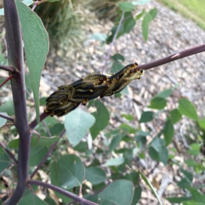 Perginae sp. (subfamily) at Holtze Close Neighbourhood Park - 11 Mar 2024