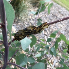 Perginae sp. (subfamily) at Holtze Close Neighbourhood Park - 11 Mar 2024