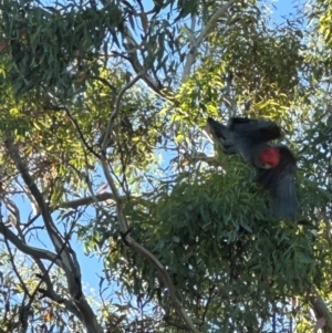 Callocephalon fimbriatum at Hughes, ACT - suppressed