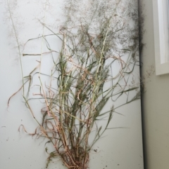 Eragrostis curvula (African Lovegrass) at Stromlo, ACT - 29 Feb 2024 by HarleyB