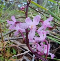 Dipodium roseum (Rosy Hyacinth Orchid) at Bournda National Park - 11 Mar 2024 by MattYoung