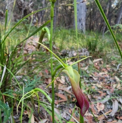 Cryptostylis subulata (Cow Orchid) at Bournda National Park - 11 Mar 2024 by MattYoung