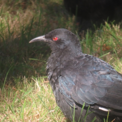 Corcorax melanorhamphos (White-winged Chough) at QPRC LGA - 11 Mar 2024 by MatthewFrawley