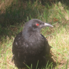 Corcorax melanorhamphos at QPRC LGA - 12 Mar 2024