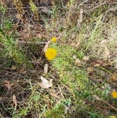 Rutidosis leptorhynchoides (Button Wrinklewort) at Deakin, ACT - 11 Mar 2024 by HarleyB