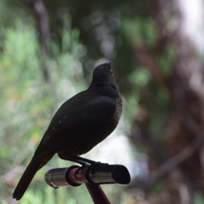 Ptilonorhynchus violaceus (Satin Bowerbird) at Greenleigh, NSW - 9 Mar 2024 by LyndalT