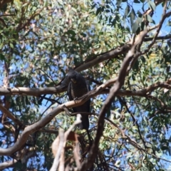 Callocephalon fimbriatum (Gang-gang Cockatoo) at Greenleigh, NSW - 10 Mar 2024 by LyndalT