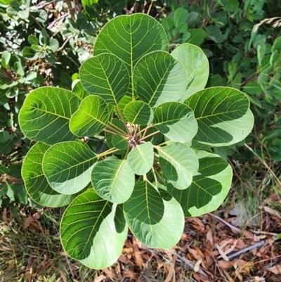 Cotinus coggygria (Smokebush) at Deakin, ACT - 12 Mar 2024 by HarleyB