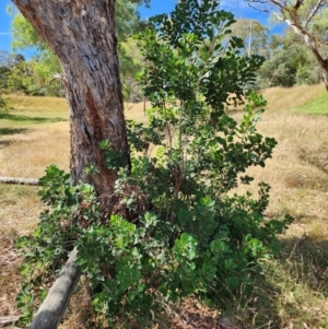 Cotinus coggygria at Deakin, ACT - 12 Mar 2024