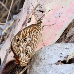 Geitoneura acantha (Ringed Xenica) at Wodonga - 11 Mar 2024 by KylieWaldon