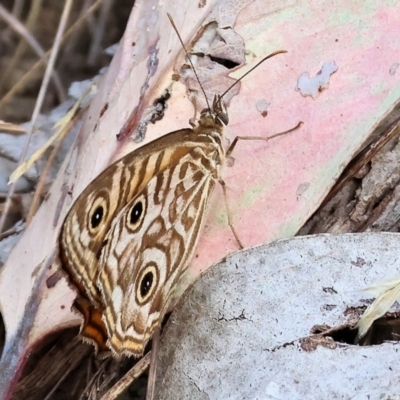 Geitoneura acantha (Ringed Xenica) at Wodonga - 11 Mar 2024 by KylieWaldon