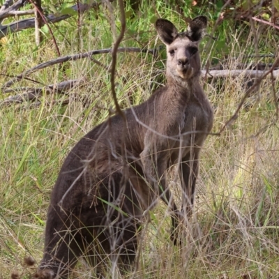 Macropus giganteus (Eastern Grey Kangaroo) at Wodonga - 11 Mar 2024 by KylieWaldon