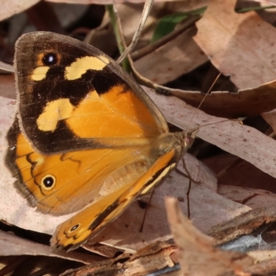 Heteronympha merope (Common Brown Butterfly) at Wodonga - 11 Mar 2024 by KylieWaldon