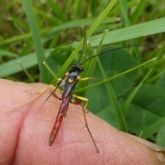 Trichomma sp. (genus) (Ichneumonid wasp) at Charleys Forest, NSW - 7 Mar 2024 by arjay