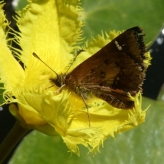 Dispar compacta (Barred Skipper) at Charleys Forest, NSW - 7 Mar 2024 by arjay