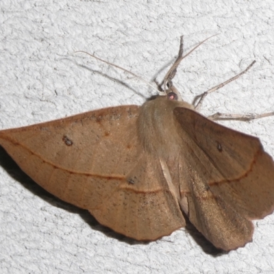 Phallaria ophiusaria (Large Leaf Moth) at QPRC LGA - 6 Mar 2024 by arjay