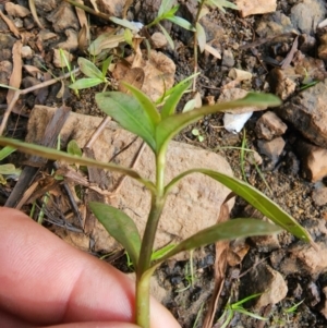 Alternanthera philoxeroides at Evatt, ACT - 14 Feb 2024