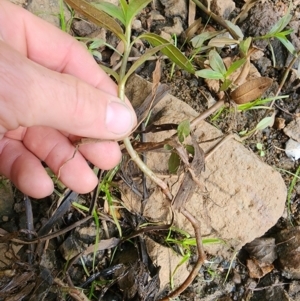 Alternanthera philoxeroides at Evatt, ACT - 14 Feb 2024