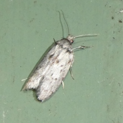 Philobota (genus) (Unidentified Philobota genus moths) at Mongarlowe River - 6 Mar 2024 by arjay